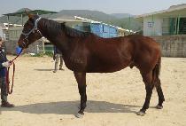 ���罺���̴� (BLUE SPIDER) ����