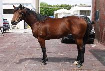 ���罺Ÿ���� (BLUE STAR MAGIC) ����