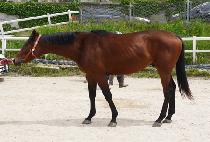 ���۵��� (SUPER DOKKI) ����