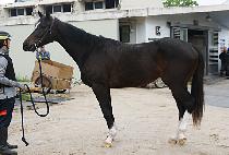 ���������̵� (THUNDER BLADE) ����