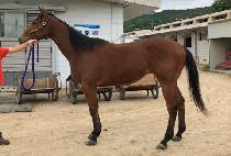 �Ϲٳ����� (HAVANA CHARLIE) ����