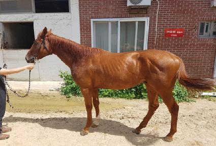 ���̳��ھ� ����