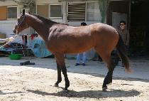 �պ��� (WANG BEOTKKOT) ����