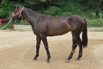 ���ƿ¼��� (DOLAON SELAH) ����