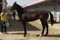 ���ǵ���Ʈ (RAPIDO BOLT) ����