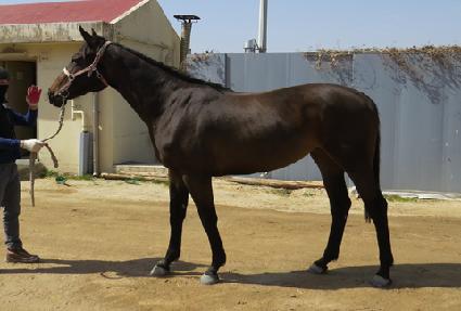 Ƽ���̵��� ����