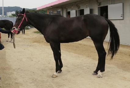 ��Į���� ����