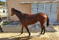 ���ֿ÷��� (JEJUOLLE GIL) ����