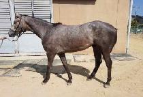 ��������� (B.K. HONEY) ����