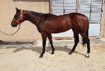 ũ�γʽ� (CRONUS) ����