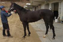 ���丮Ÿ�� (VICTORY TARGET) ����