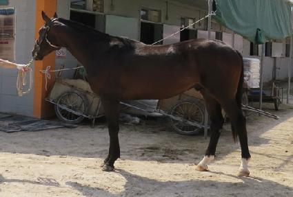 ������ ����