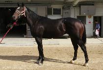 ��¥ (ALJJA) ����