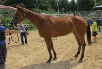 ���ǵ��Ʒ��� (RAPIDO ARES) ����