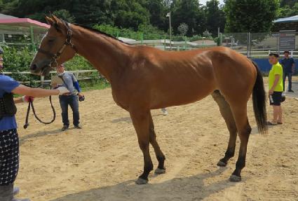 ���ǵ��Ʒ��� ����