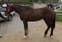 ������ (GAGANA) ����