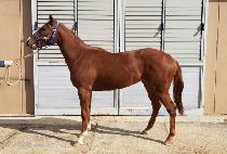 �̳��� (ME NOVIA) ����