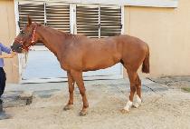 �������갫 (THE SUN OF GOD) ����