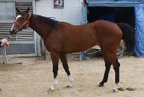 �Ǵн����� (PHOENIX WOLF) ����