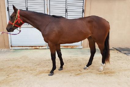 ��굵�� ����