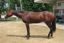 ������ (DEO DEO BI) ����