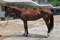 �������� (SPRING BACK) ����