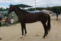 ���� (MAENGJU) ����