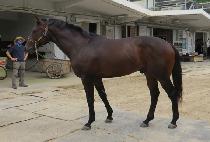 �������� (SENSE JAENGI) ����