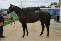 ���ƴϰ� (JIANIGA) ����