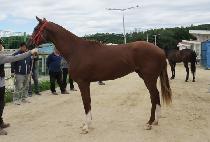 Ȳ�ݻ��� (HWANG GEUM SAJA) ����