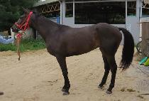 �����۽�Ʈ�� (ECHO FIRST ON) ����