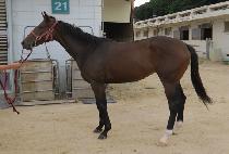 ���ݾ����� (DOLGYEOK APEURO) ����