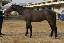 �м����� (FASHION PEOPLE) ����