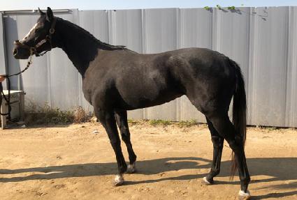 �м��÷��̾� ����