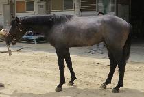 ��ī�̷� (GOOD CAIRO) ����