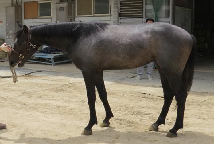 ��ī�̷� ����