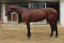 �뱺�ǰ� (DAEGUNUI GEOM) ����