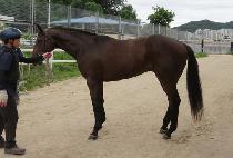 ����Ƽ�� (MIGHTY WING) ����