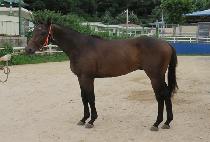 ��ġĸƾ (MATCH CAPTAIN) ����