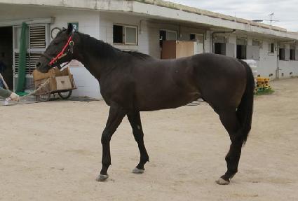 õ��ŷ�� ����