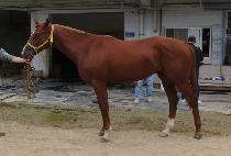 è�Ǿ����Ʈ (CHAMPIONSHIP PUTT) ����