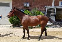 ������Ÿ (MALLI STAR) ����