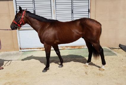 ��Į��Ư�� ����