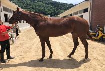 �����̹� (THE SABER) ����