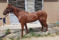 �������Ƿ� (YES HAPPY RUN) ����