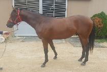 �׷���Ʈ�� (GREAT GOD) ����