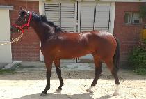 �����Ŀ� (BLUE POWER) ����