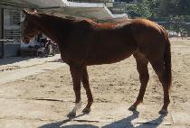 THUNDER MARK picture