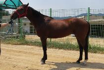 ������è�� (EVER THE CHAMP) ����