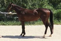 ĸƾ�轺 (CAPTAIN SOCKS) ����